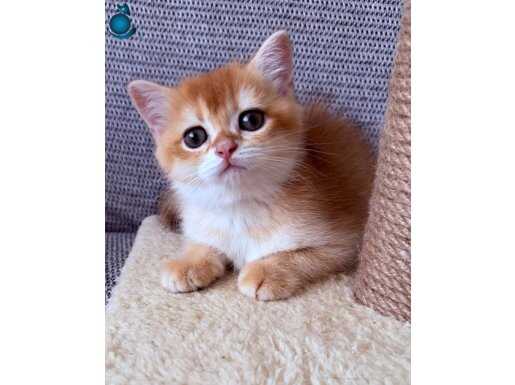 Golden brıthıs shorthair