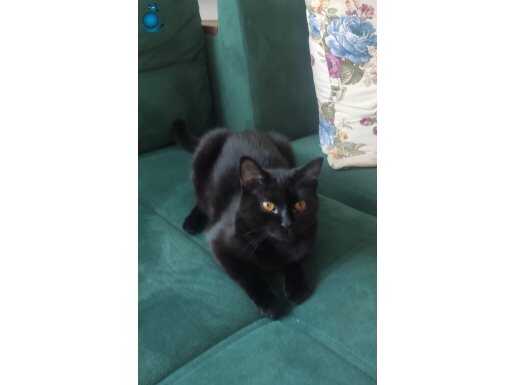 ÜCRETSİZ BABA SCOTTISH FOLD , ANNE SİYAM 06.12.2024 DOĞUMLU