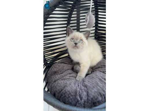 British Shorthair Blue Point