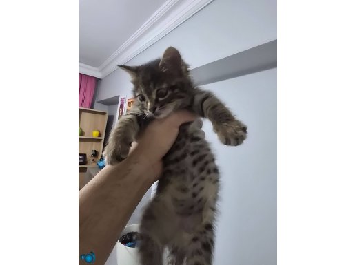 Bu güzel yavruyu sahiplendireceğiz