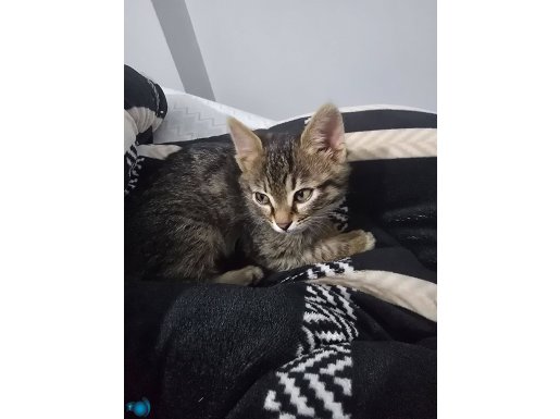 Sevimli yavruyu sahiplendiriyoruz