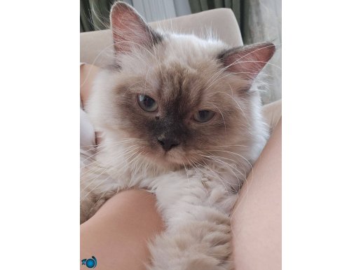 Acil satılık yavru kedi