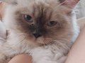 Acil satılık yavru kedi