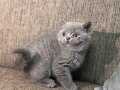 Gümüş Gri British Shorthair Yavrusu