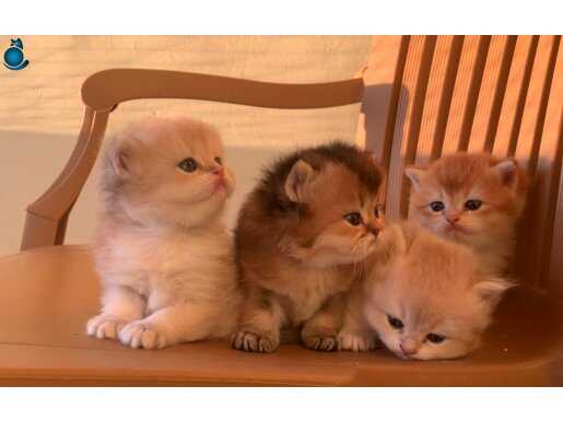 British Shorthair Golden bebekler