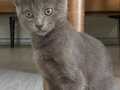 Uysal Chartreux cinsi 4 aylık erkek yavru 