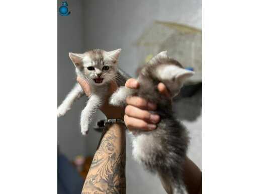 Silverns24 british shorthair 