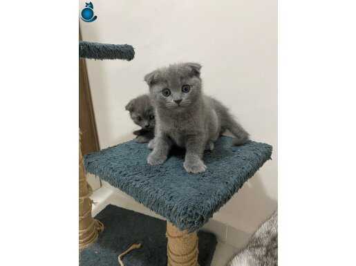 Evinizin neşesi olmaya geldik 