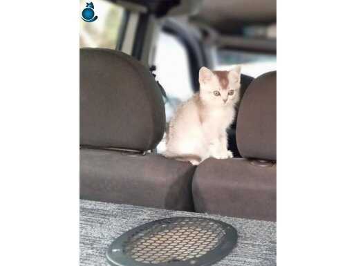 Silver point bebekler 