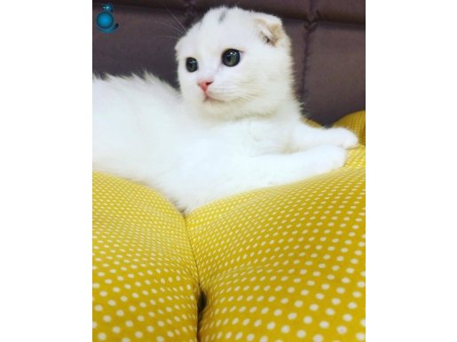 ANNE ALTİNDAN SAFKAN BEBEKLERİM