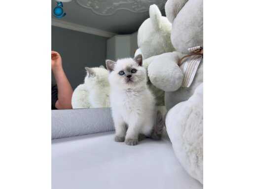 SENEDE bir kez buradayız bluepoint 