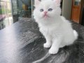 Beyaz Britsh Shorthair 