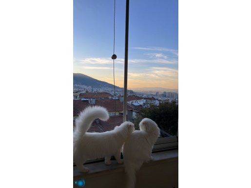 10 Aylık erkek/ 3 yaşında dişi