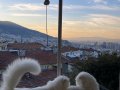 10 Aylık erkek/ 3 yaşında dişi