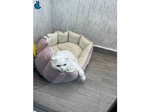 Biricik kedime yeni yuva arıyorum