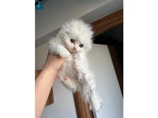 Yavru kedime yuva arıyorum