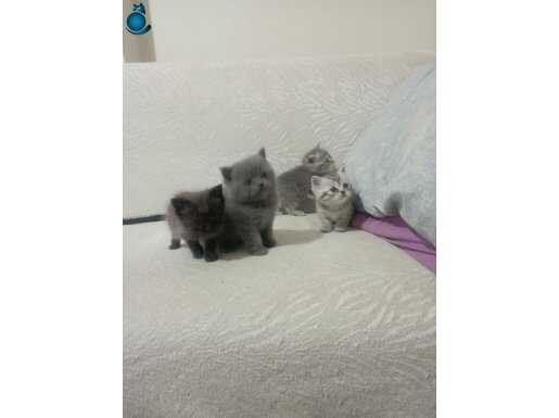 A kalite wc eğitimli 