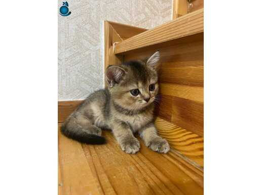 Orjinal bulunması zor bebekler