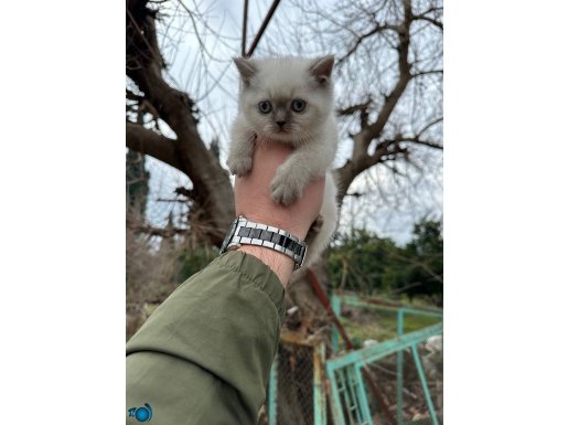 A kalite wc eğitimli sağlıklı 