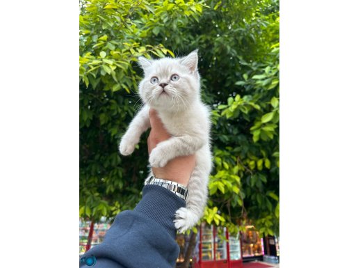 A kalite ayı surat bebekler