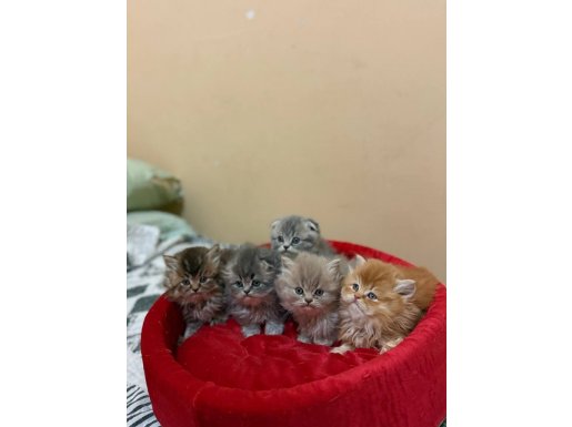 Her renk sağlıklı orjinal bebekler 