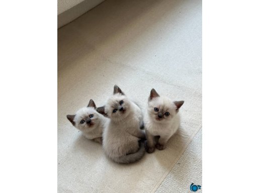 WC eğitimli a kalite sağlıklı