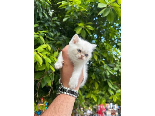 Kar topu mavi gözlü bebekler