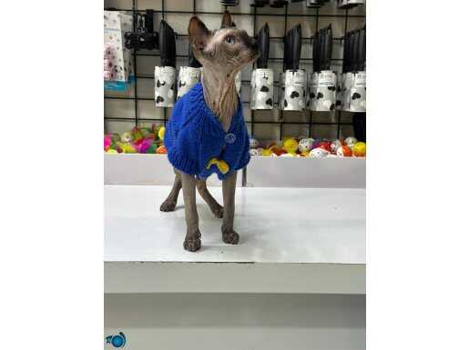 Erkek eğitimli a kalite