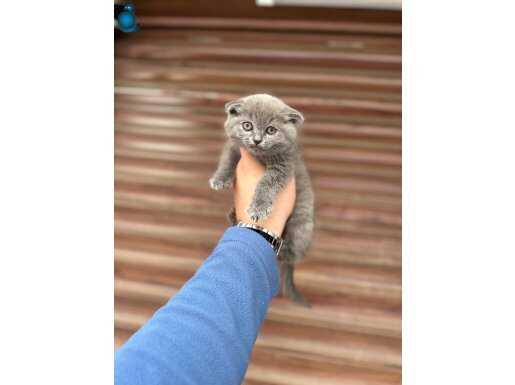 A kalite Scottish Fold Wc eğitimli 