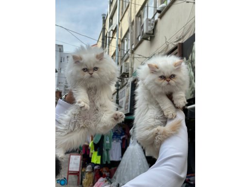 Perisian yavrular WC eğitimli 