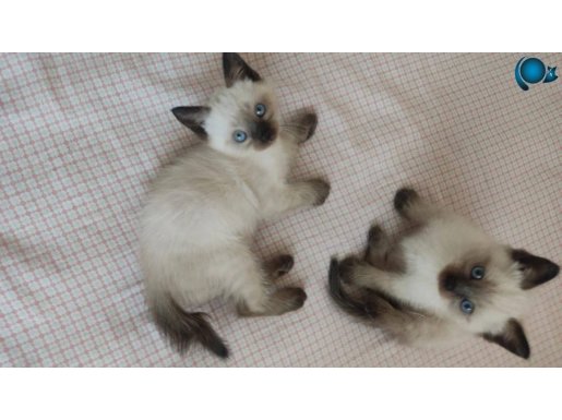 Her çeşit WC eğitimli bebeklerim 