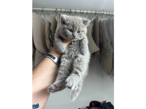 Kaliteli uygun wc eğimli kediler 