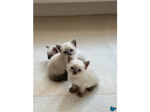 WC eğitimli kaliteli yavrular 