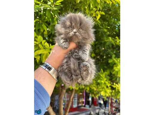 A kalite ayı sürat WC eğitimli 