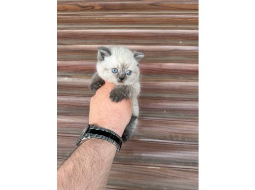 Gümüş Gri Scottish Fold 