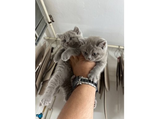 Safkan WC eğitimli kaliteli bebekler