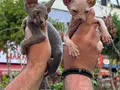 WC eğitimli Sphynx