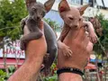 WC eğitimli Sphynx