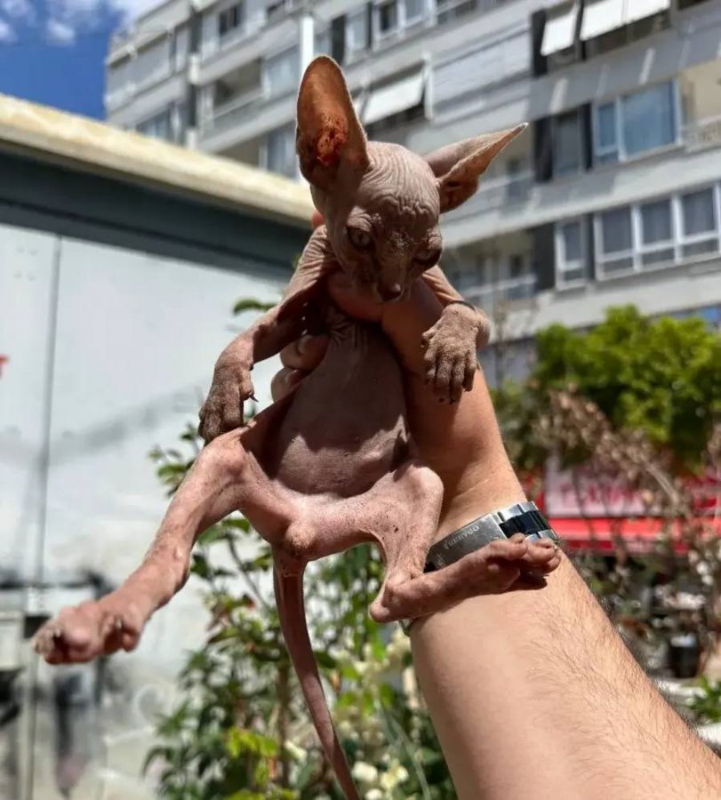 Sağlıklı orjinal Sphynx
