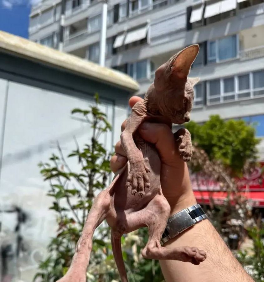 Sağlıklı orjinal Sphynx