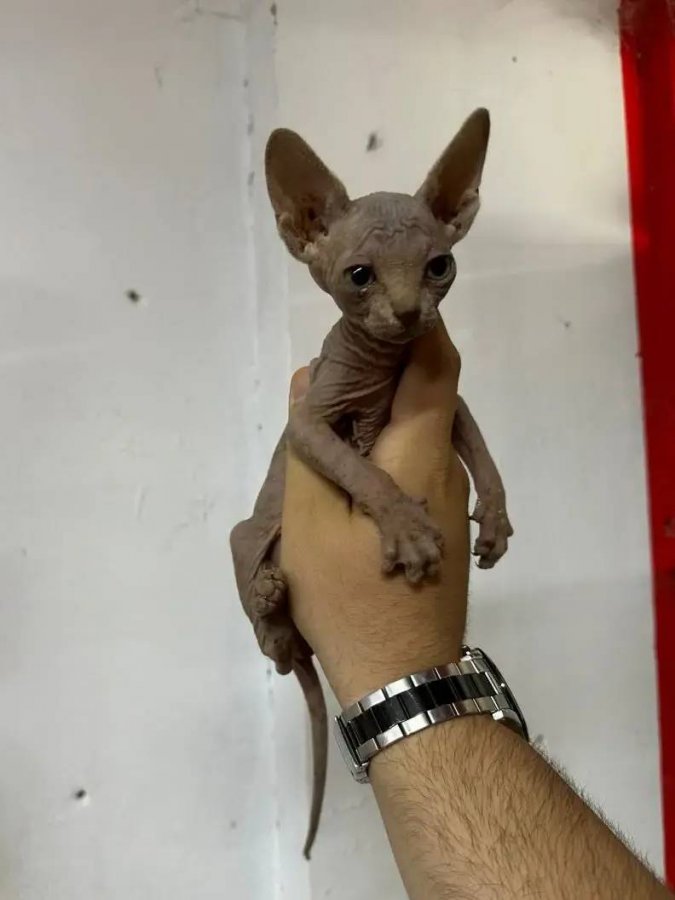 Sağlıklı orjinal Sphynx