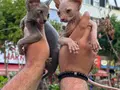 Sağlıklı orjinal Sphynx