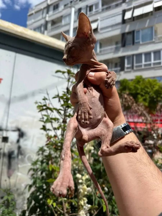 Sağlıklı orjinal Sphynx