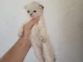 Sağlıklı WC eğitimli 