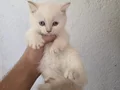 Sağlıklı WC eğitimli 