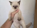 Sağlıklı WC eğitimli 