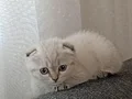 WC eğitimli 
