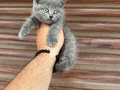 Ayı surat ponçik 