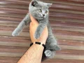 Sağlıklı WC eğitimli 