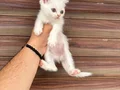 WC eğitimli Orjinal 